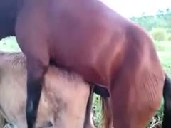 On the farm xxx, two horses are having sex.